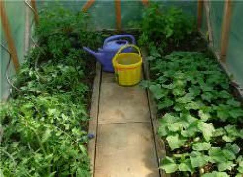 Можно ли сажать огурцы и помидоры рядом. Почему нельзя сажать помидоры рядом с огурцами