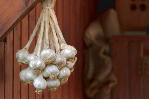 Хранение озимого чеснока до посадки. Как правильно хранить озимый чеснок зимой в погребе и в квартире