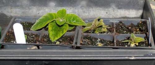 Размножение листом глоксинии. Частью листа 02 Размножение листом глоксинии. Частью листа 02