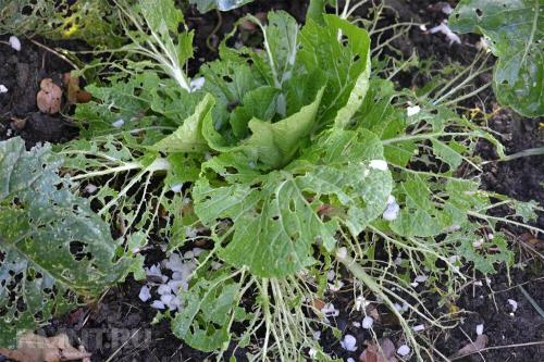 Что едят слизни. Как избавится от слизней навсегда: совет старых фермеров