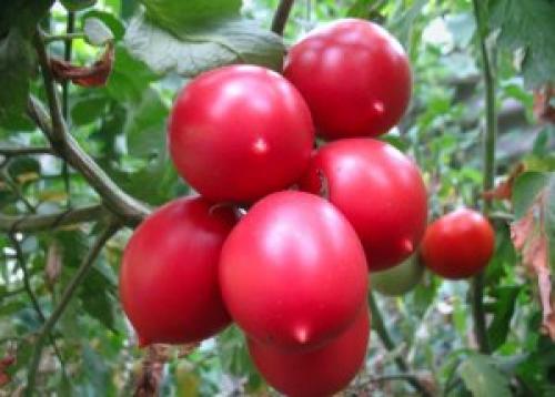 Семена де Барао. Описание и виды томата Де Барао