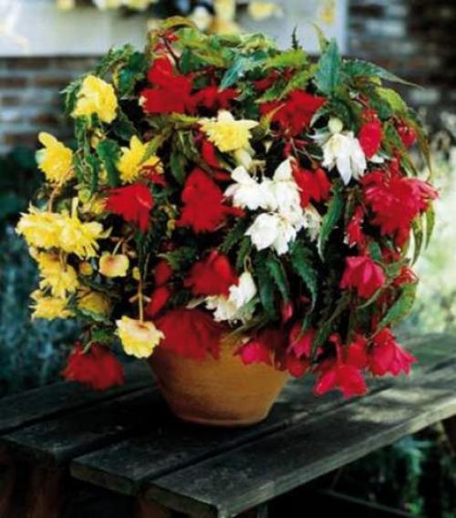 Бегония дольче аморе. Бегония микс. Все, что нужно знать цветоводам-любителям