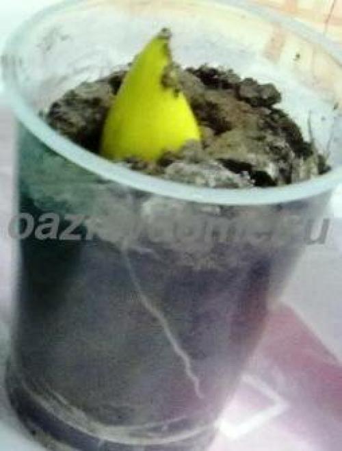 Выращивание тюльпанов в теплице к 8 марта для начинающих. Как вырастить тюльпаны к 8 марта дома? Внимание! Уже осенью пора готовить луковицы!