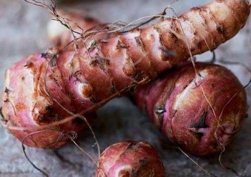 Как хранить топинамбур зимой в домашних условиях