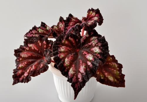 Бегония микс уход в домашних условиях. Уход за бегонией махровой микс в домашних условиях 17