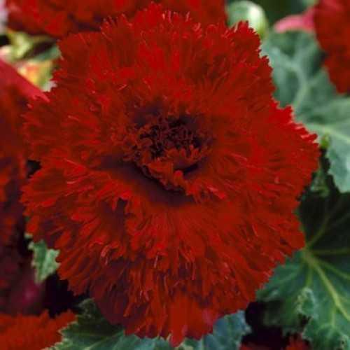 Бегония микс уход в домашних условиях. Уход за бегонией махровой микс в домашних условиях 06