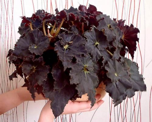 Бегония микс уход в домашних условиях. Уход за бегонией махровой микс в домашних условиях 21