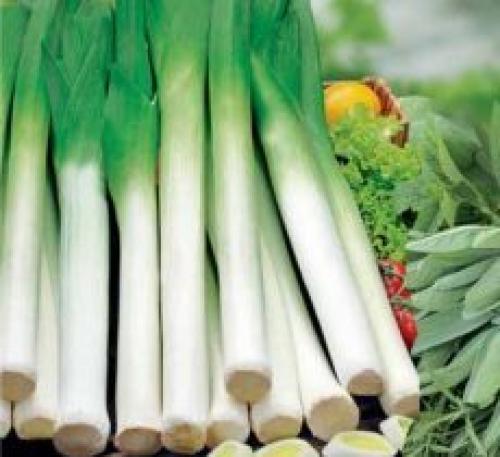 Лук порей польза. Лук-порей: польза и вред для организма