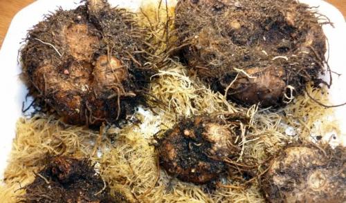 Хранение бегоний в холодильнике. Хранение клубней взрослых бегоний