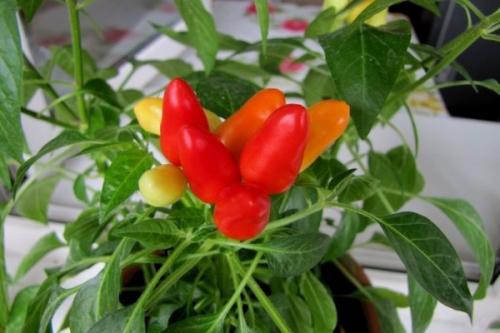 Острый перец. Популярные сорта комнатного острого перца и технология его выращивания
