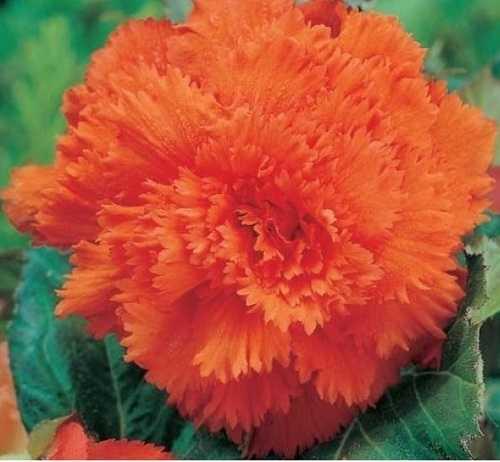 Бегония микс уход в домашних условиях. Уход за бегонией махровой микс в домашних условиях 04