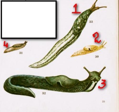 Слизняк польза и вред. Виды слизней – врагов огородных растений. Или где обитают слизни.