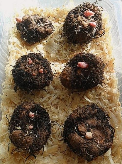 Как хранить зимой бегонию клубневую. Как хранить клубни бегонии в домашних условиях? 02 Как хранить зимой бегонию клубневую. Как хранить клубни бегонии в домашних условиях? 02