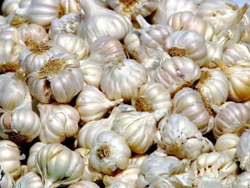 Храним чеснок. Предыстория: почему плохо хранится чеснок