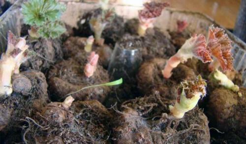 Хранение бегоний в холодильнике. Хранение клубней взрослых бегоний