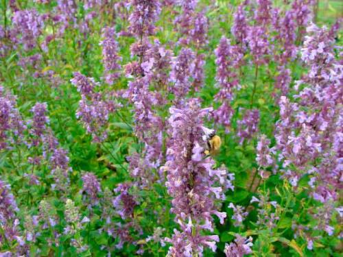 Как отличить мелиссу от кошачьей мяты. Как отличить мелиссу и котовник?