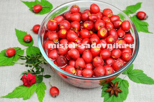 Время сушки боярышника в электросушилке. Сушка боярышника в электросушилке