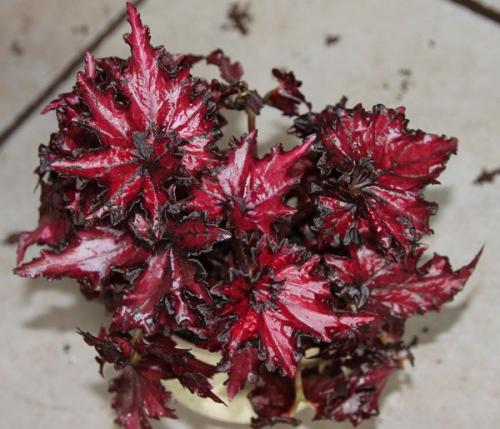 Бегония микс уход в домашних условиях. Уход за бегонией махровой микс в домашних условиях 19