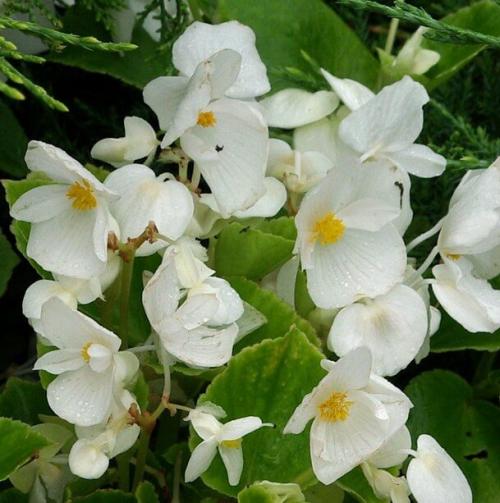 Бегония микс уход в домашних условиях. Уход за бегонией махровой микс в домашних условиях 11