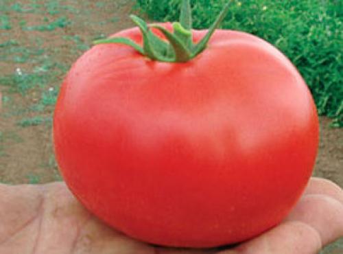 Семена томата Бобкат. Помидоры Бобкат – идеальные плоды без особых трудов