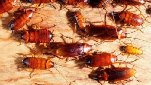 Сода от тараканов. Сода и лук от тараканов