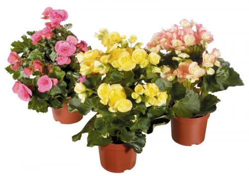 Бегония дольче аморе. Бегония микс. Все, что нужно знать цветоводам-любителям