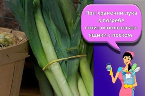 Как хранить лук-порей в холодильнике. Лучшие способы, как можно хранить на зиму лук-порей в домашних условиях
