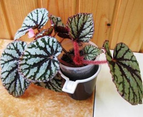 Бегония микс уход в домашних условиях. Уход за бегонией махровой микс в домашних условиях 15