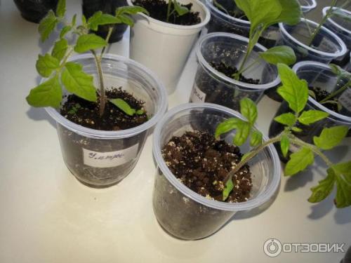 Томат Дебют характеристика и описание сорта. Подробное описание и характеристика сорта томата Дебют 07