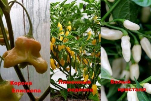 Острый перец. Популярные сорта комнатного острого перца и технология его выращивания