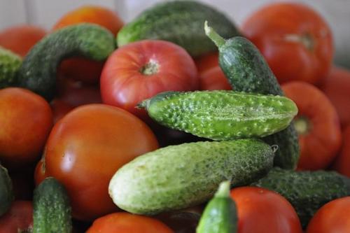 Можно ли сажать огурцы рядом с помидорами в теплице. Почему нельзя сажать помидоры и огурцы в одну теплицу: ликбез по агрономии