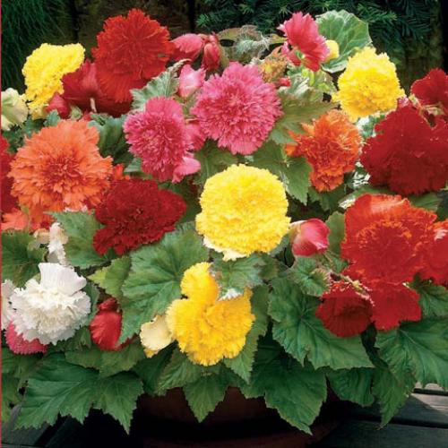 Бегония дольче аморе. Бегония микс. Все, что нужно знать цветоводам-любителям