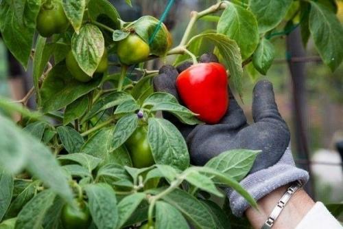 Острый перец. Популярные сорта комнатного острого перца и технология его выращивания