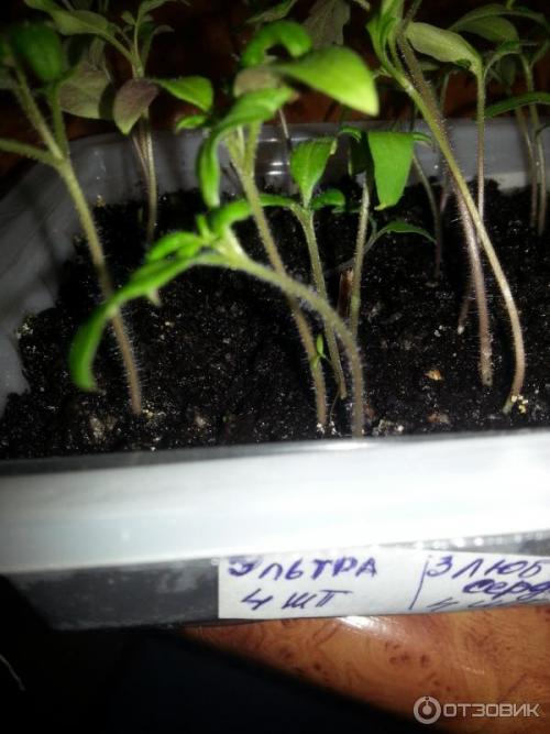 Томат Дебют характеристика и описание сорта. Подробное описание и характеристика сорта томата Дебют 06