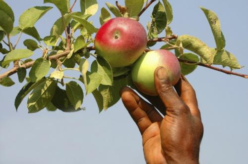 Как хранить антоновку на зиму. Сорта для долгого хранения 01 Как хранить антоновку на зиму. Сорта для долгого хранения 01