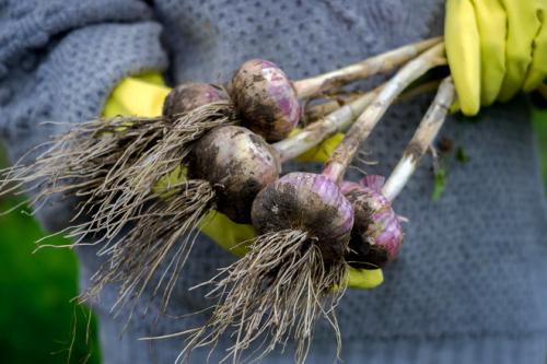 Хранение озимого чеснока до посадки. Как правильно хранить озимый чеснок зимой в погребе и в квартире