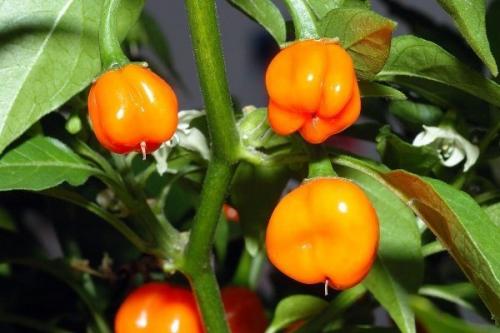 Острый перец. Популярные сорта комнатного острого перца и технология его выращивания