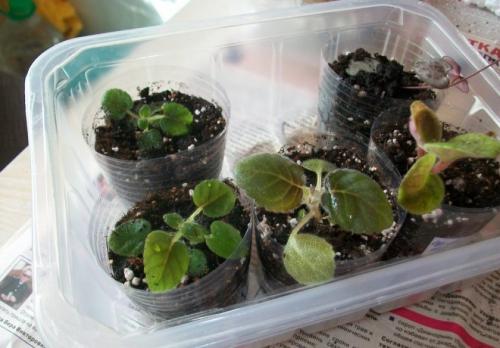 Как размножить глоксинию в домашних условиях. Способы размножения растения в домашних условиях