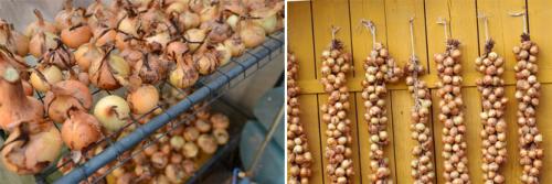 Как хранить лук. Как правильно хранить репчатый лук зимой в домашних условиях?