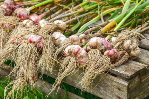 Хранение озимого чеснока до посадки. Как правильно хранить озимый чеснок зимой в погребе и в квартире