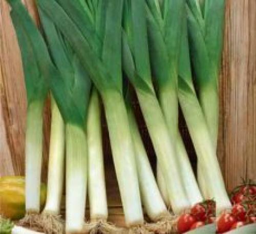 Лук порей польза. Лук-порей: польза и вред для организма