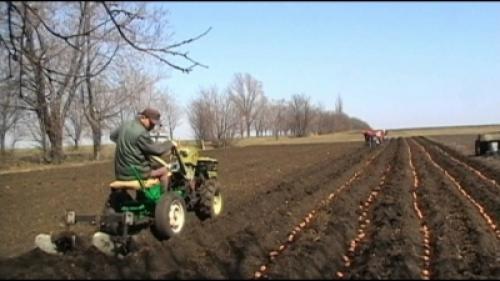 Сорт картофеля невский. Невероятное сочетание неприхотливости и урожайности сорта картофеля «Невский» 07