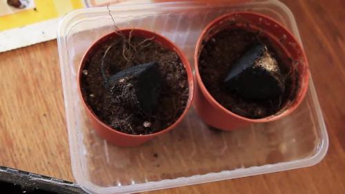 Как размножить глоксинию в домашних условиях. Способы размножения растения в домашних условиях