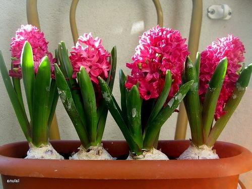 Выращивание тюльпанов в теплице к 8 марта для начинающих. Как вырастить тюльпаны к 8 марта дома? Внимание! Уже осенью пора готовить луковицы! 07 Выращивание тюльпанов в теплице к 8 марта для начинающих. Как вырастить тюльпаны к 8 марта дома? Внимание! Уже осенью пора готовить луковицы! 07