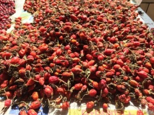 Как засушить боярышник на зиму. Как сушить боярышник 15