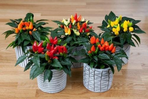 Острый перец. Популярные сорта комнатного острого перца и технология его выращивания