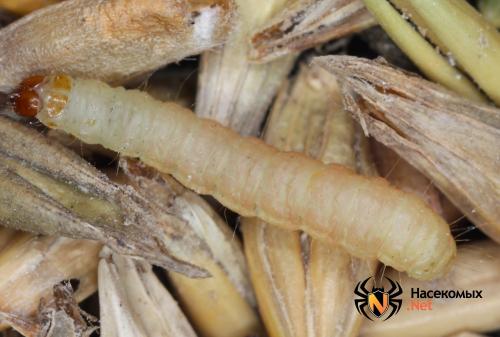 Как найти гнездо моли. Чем опасна моль?