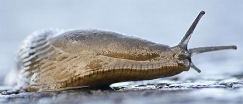 Большой слизень. Что выделяет слизень?