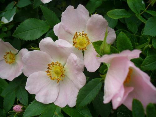 Как сохранить шиповник на зиму. Сушка шиповника 10