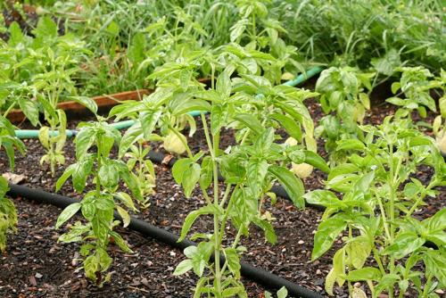 Базилик, как собирать урожай. Базилик, королевская пряность. Премудрости роста